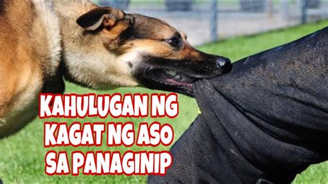 kagat ng aso sa panaginip|Panaginip tungkol sa Kagat ng Aso: Kamay, Braso o Nakagat na .
